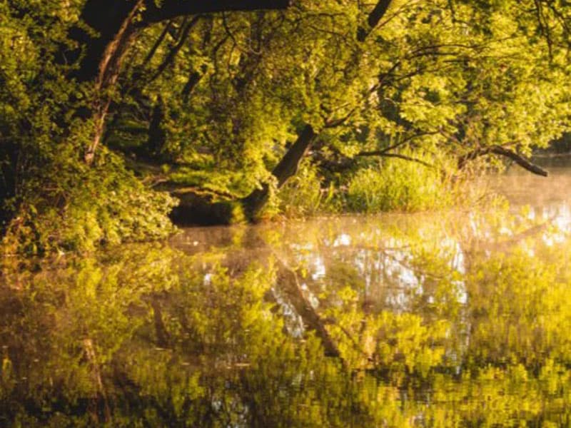 Lake Vyrnwy surrounded by trees